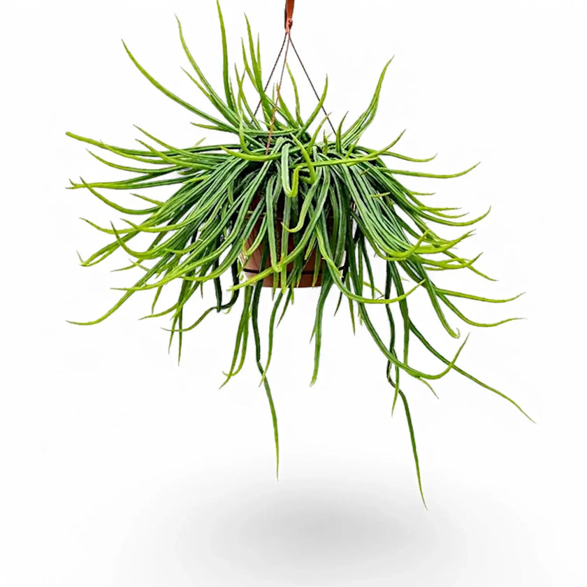 Rhipsalis micrantha f. micrantha potted plant in nursery pot on white background.