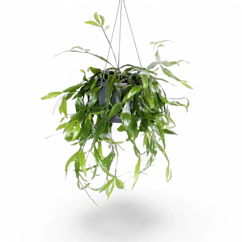 Rhipsalis occidentalis potted plant in nursery pot on white background.