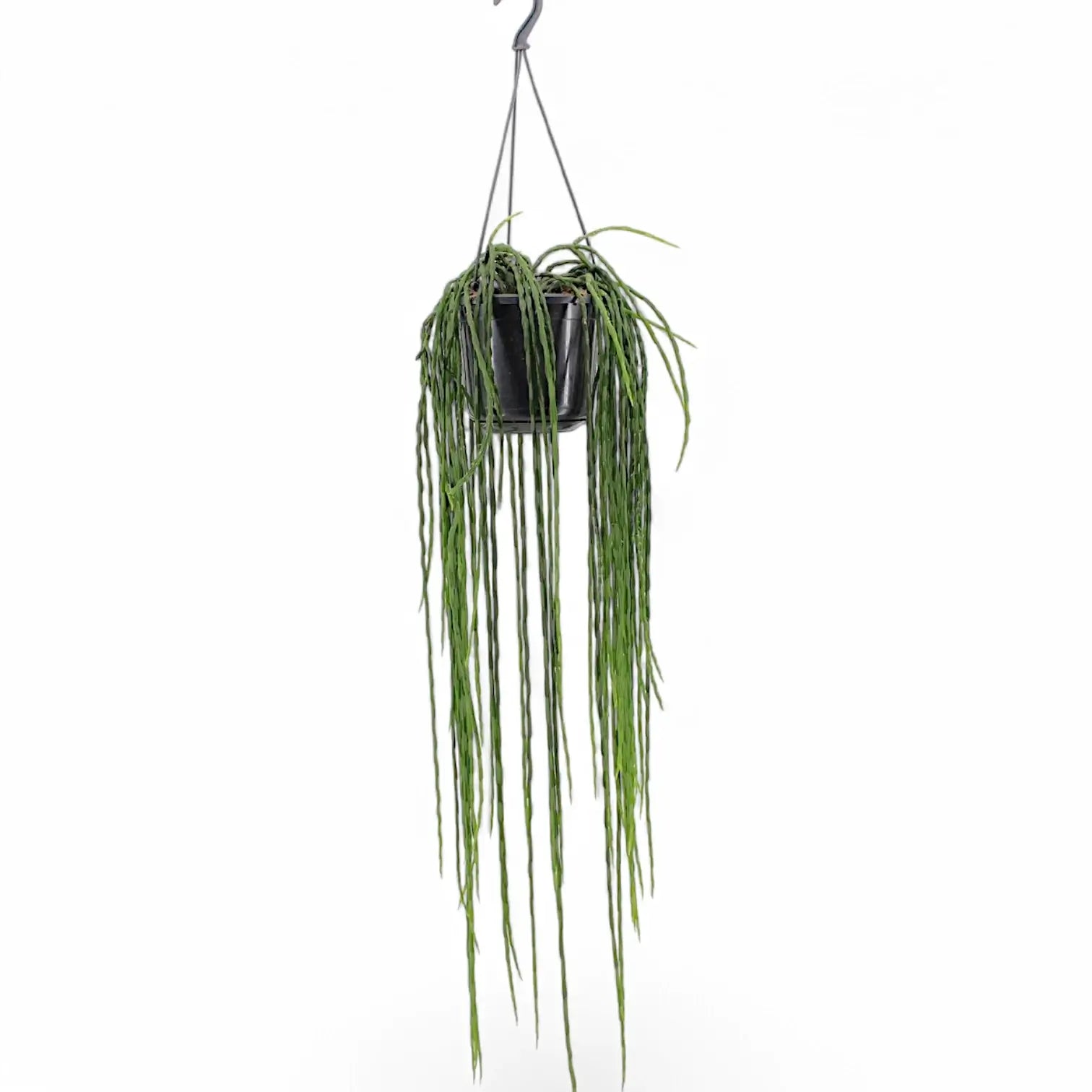 Rhipsalis pacheco-leonis ssp. catenulata potted plant in nursery pot on white background.