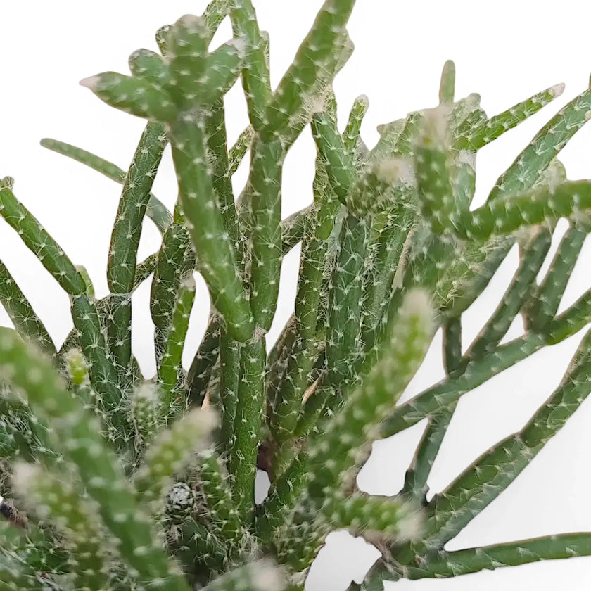 Rhipsalis pilocarpa leaf detail on white background.