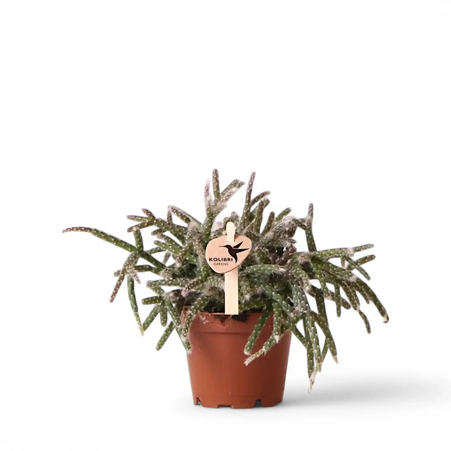 Rhipsalis pilocarpa potted plant in nursery pot on white background.