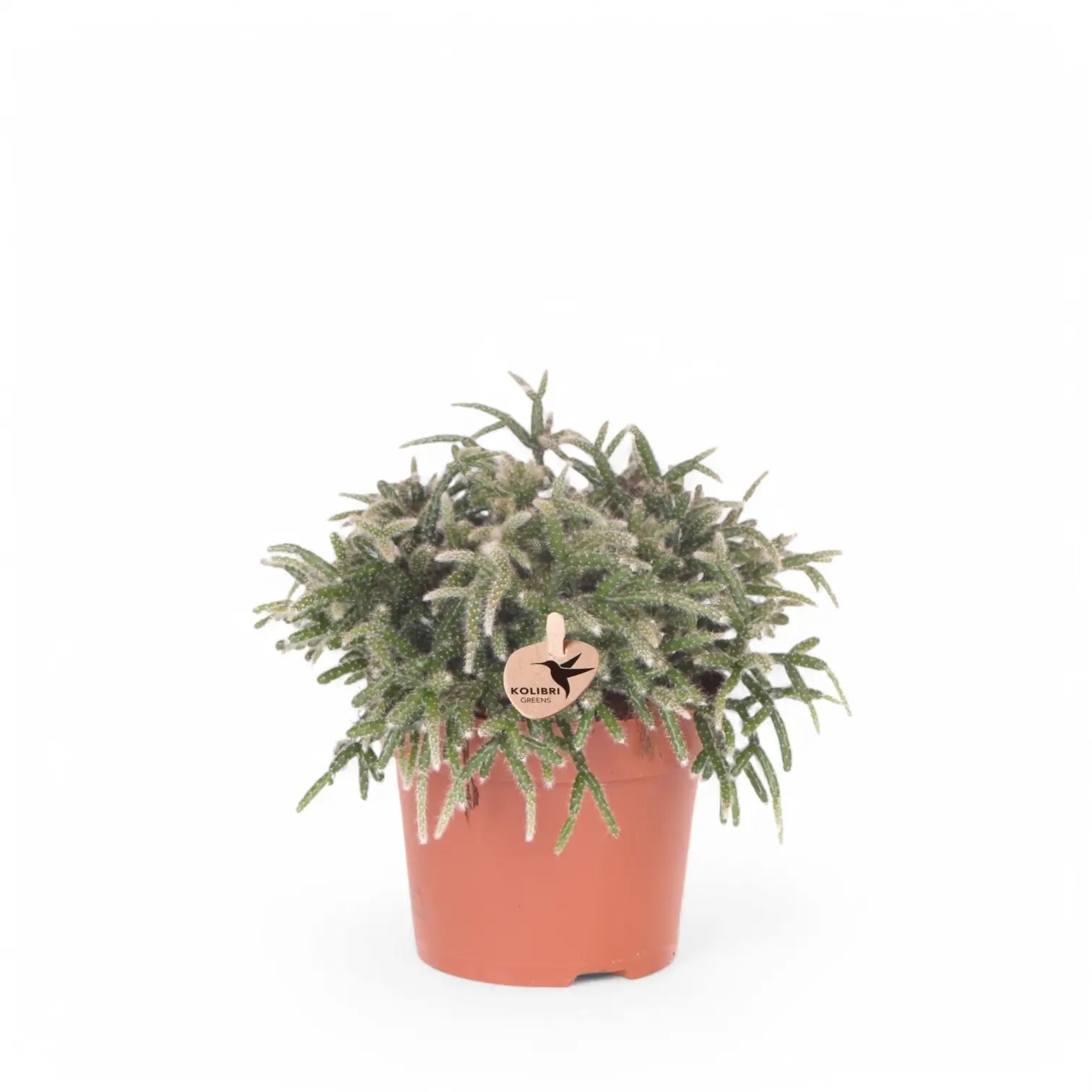 Rhipsalis pilocarpa potted plant in nursery pot on white background.
