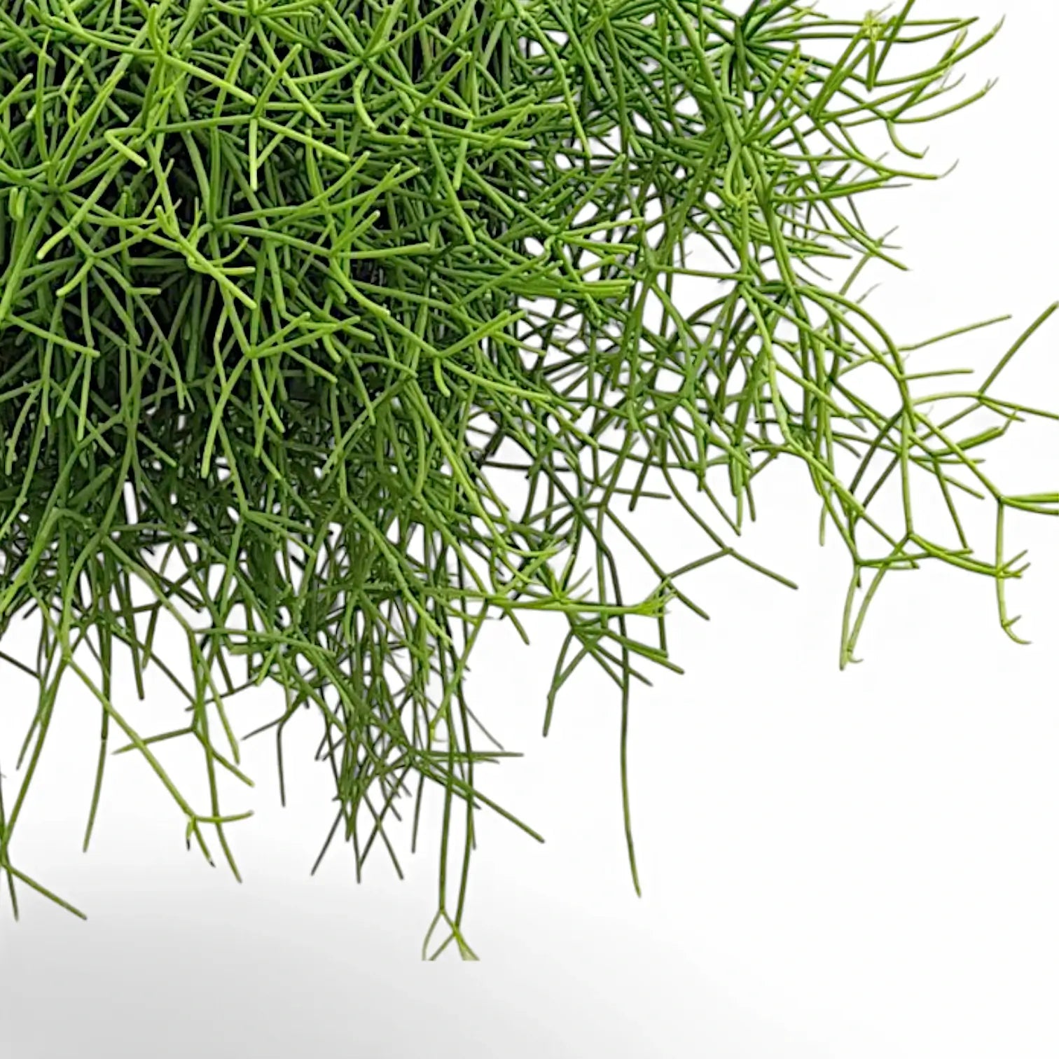 Rhipsalis teres f. heteroclada close-up of leaf on white background.