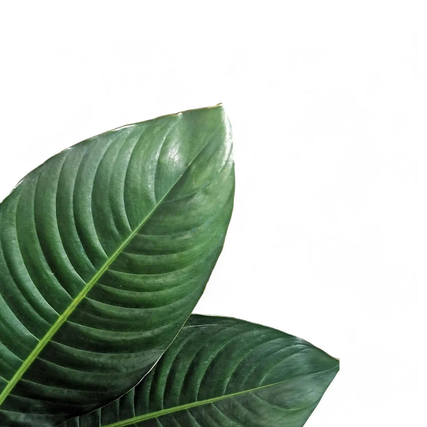 Rhodospatha moritziana close-up of leaf on white background.