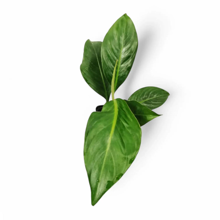 Rhodospatha moritziana potted plant in nursery pot on white background.