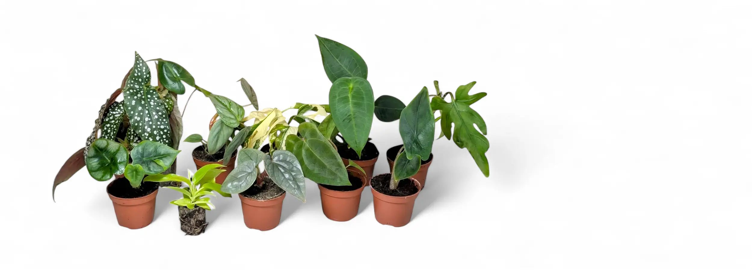 Row of potted baby plants, starter plants on a white background.