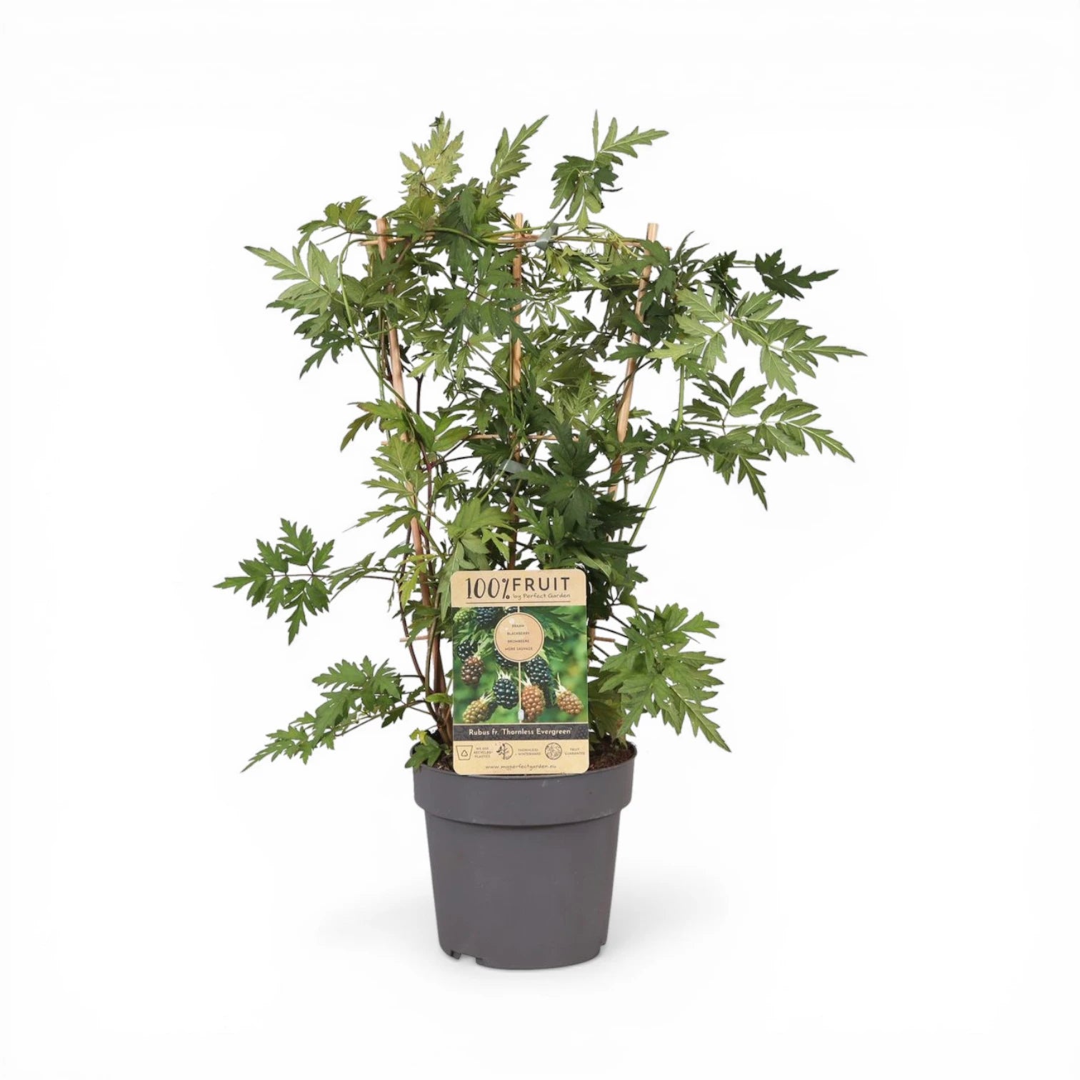 Rubus fruticosus 'Thornfree' – Nahaufnahme.
