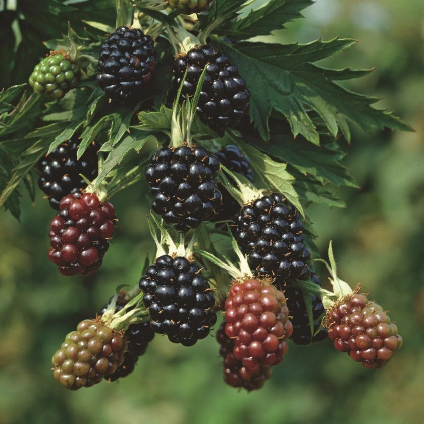 Rubus fruticosus 'Thornfree' detail shot.