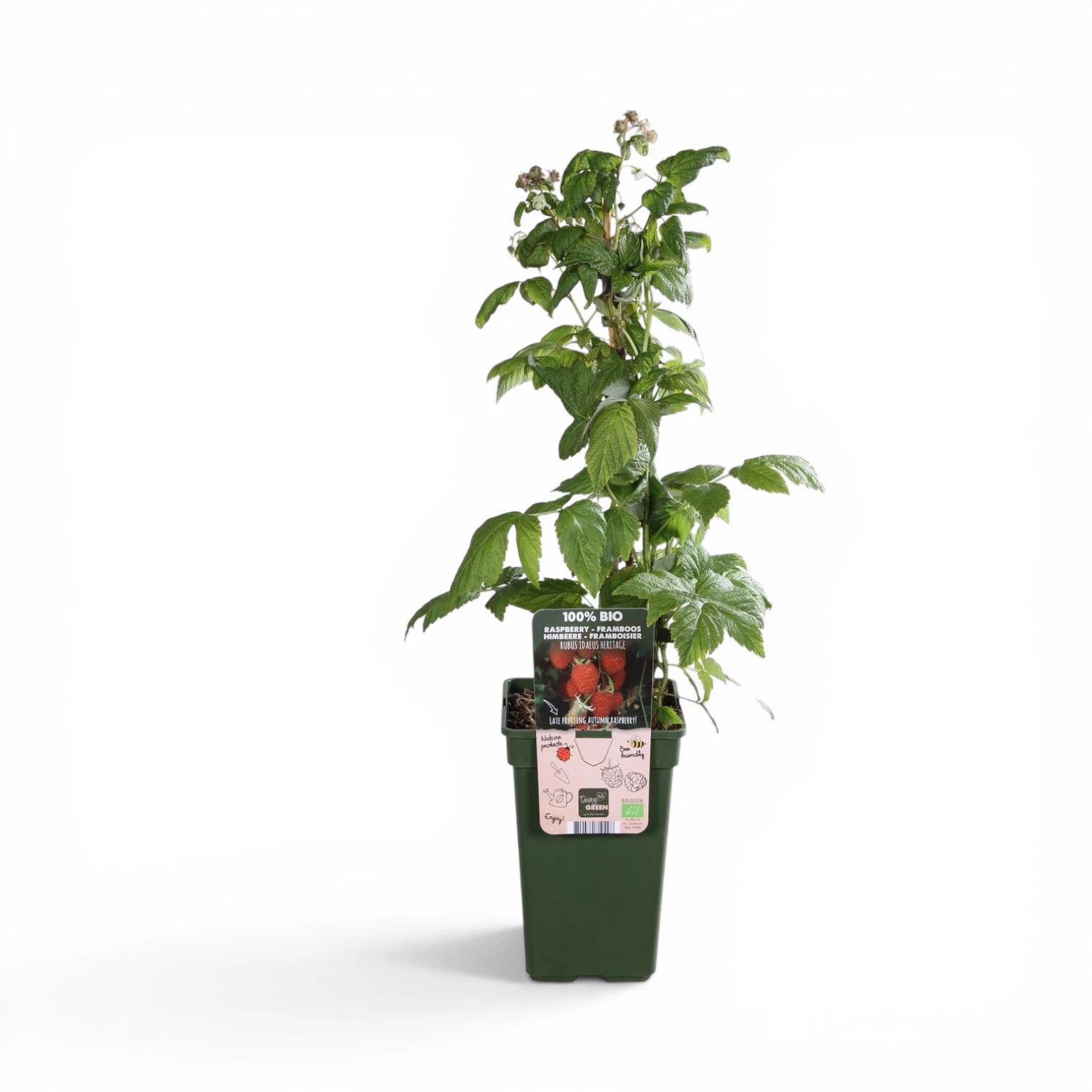 Rubus idaeus 'Heritage' – Nahaufnahme.