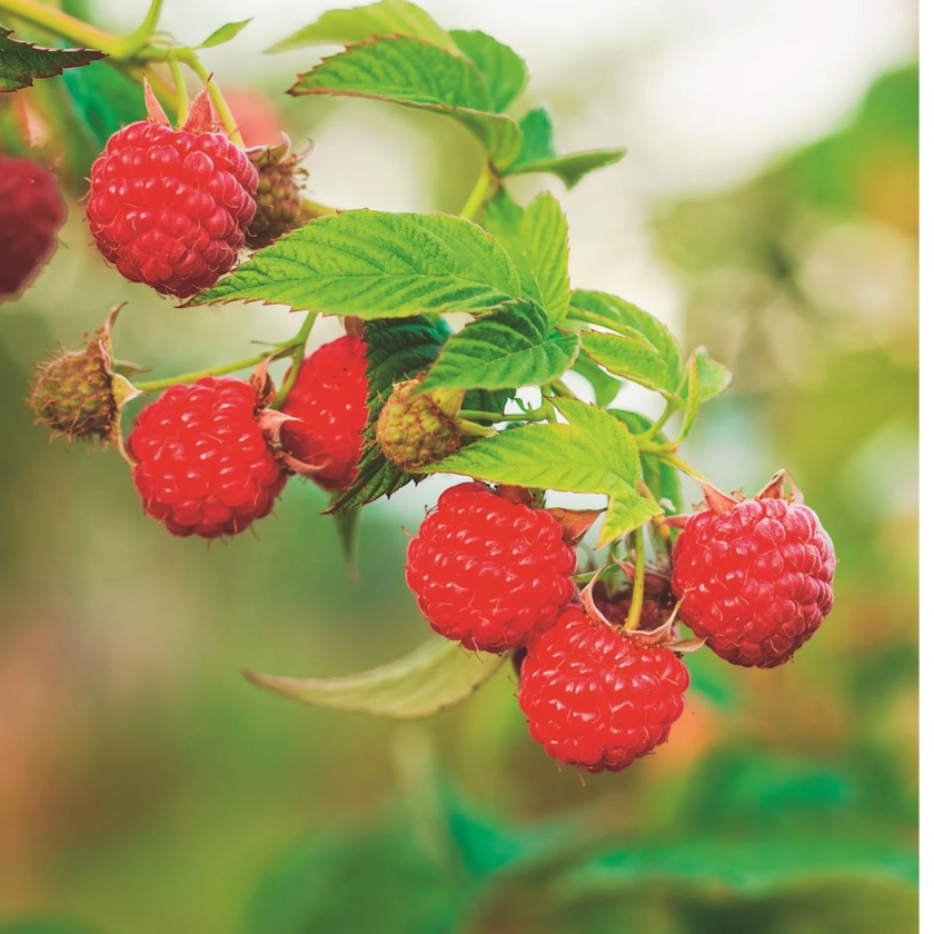 Rubus idaeus 'Heritage' plant detail.