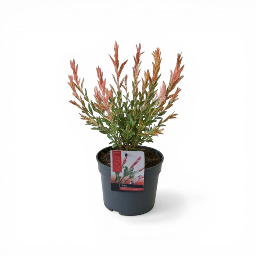 Foliage Factory Salix integra 'Flamingo' plant with pink, cream, and green variegated leaves in a dark pot.