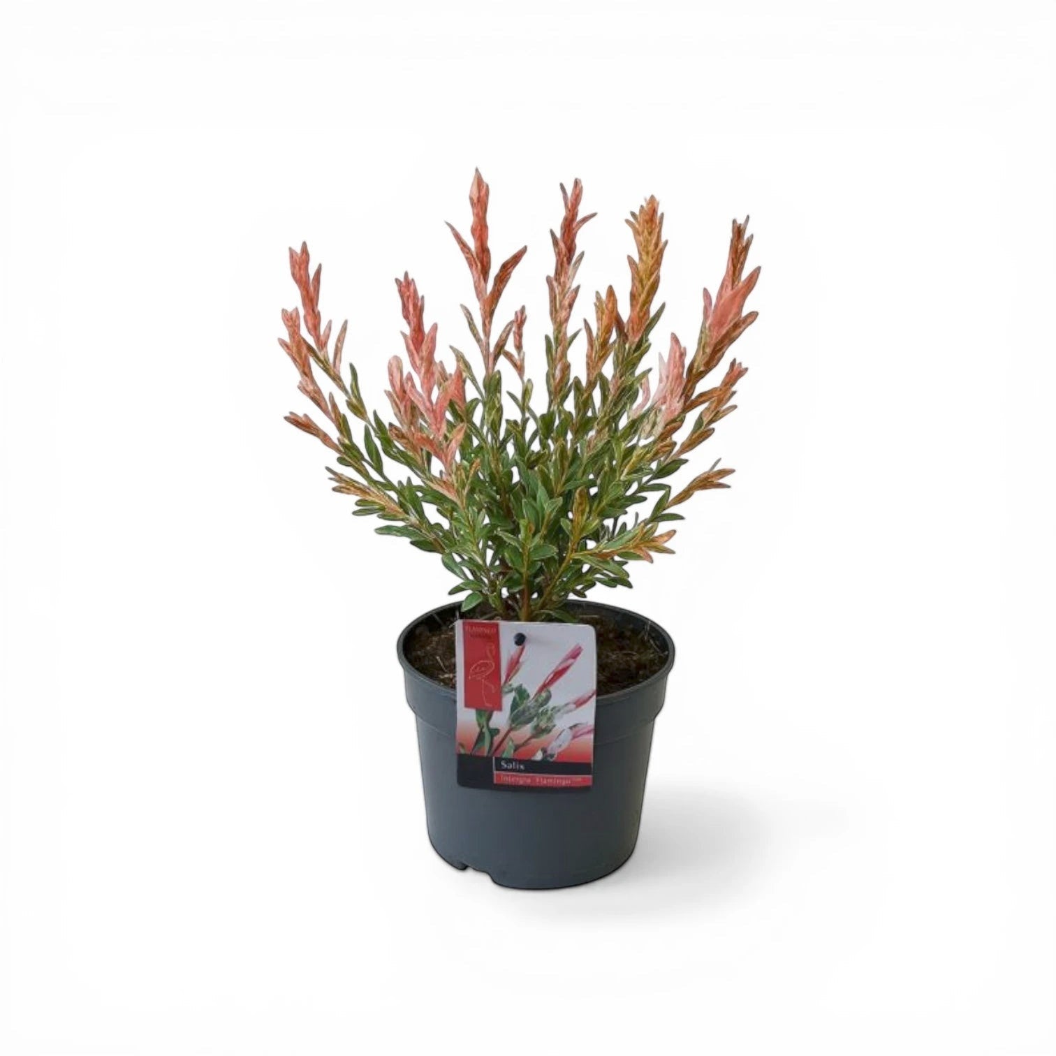Foliage Factory: Salix integra 'Flamingo' mit rosa, cremefarbenen und grünen Blättern in einem dunklen Topf.