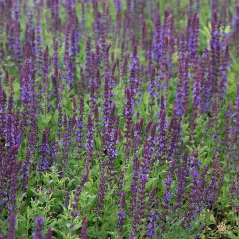 Salvia nemorosa 'Blaukönigin' detail shot.