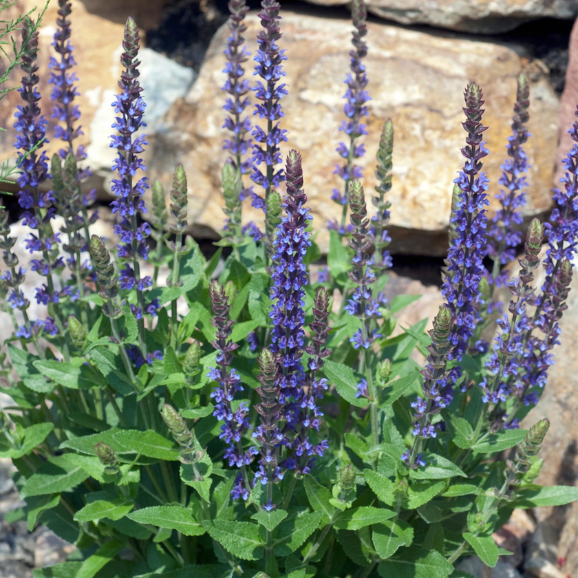 Salvia nemorosa 'Ostfriesland' close-up detail.