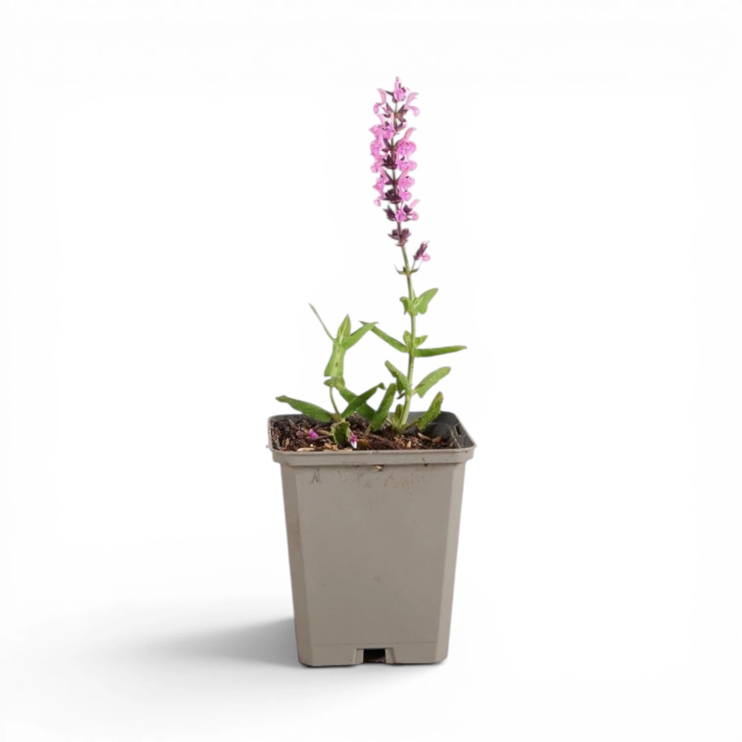 Salvia nemorosa 'Sensation Deep Rose' – Detailaufnahme.