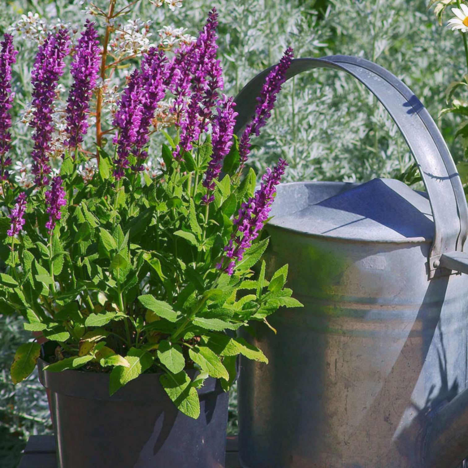 Salvia nemorosa 'Sensation Deep Rose' – Detailaufnahme der Pflanze.