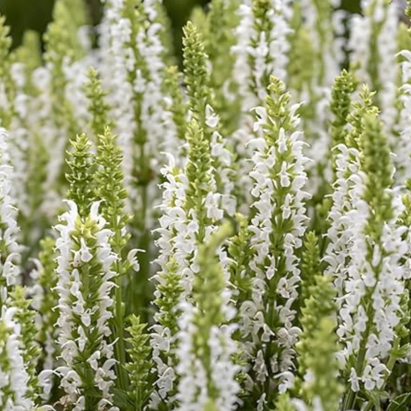 Salvia nemorosa 'Sensation White' detail shot.