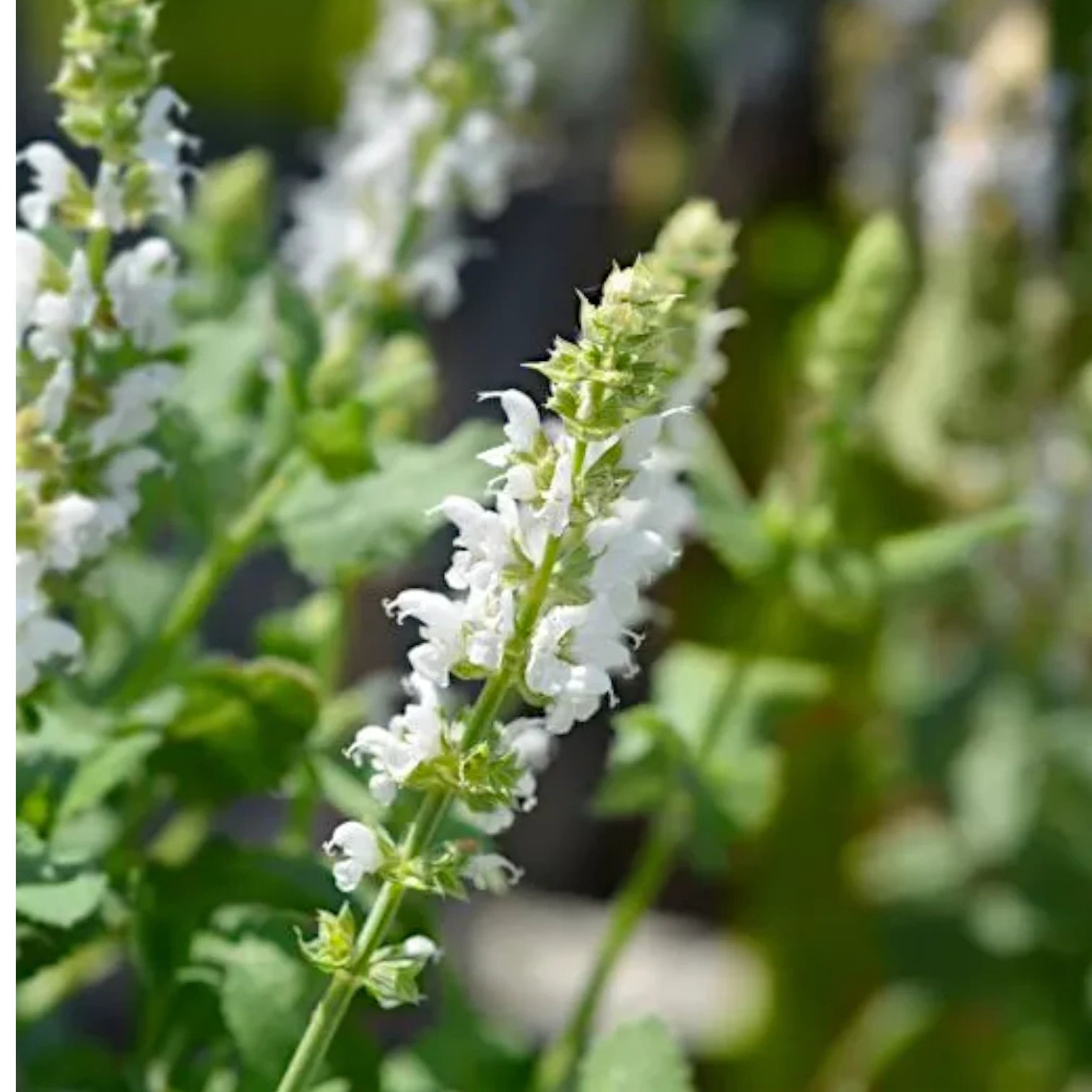 Salvia nemorosa 'Sensation White' – im Außenbereich.