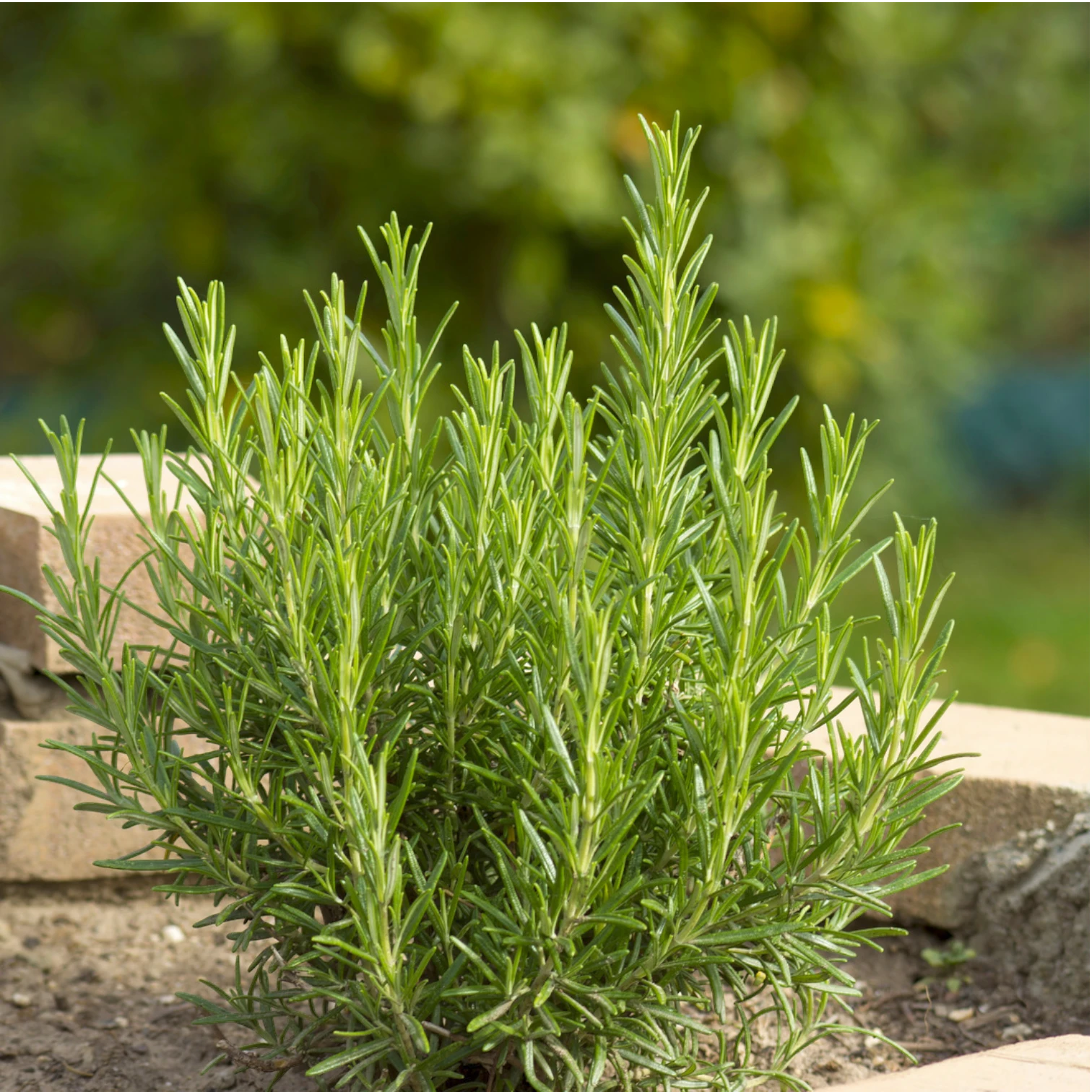 Salvia rosmarinus (Rosmarinus officinalis) – Detailaufnahme.