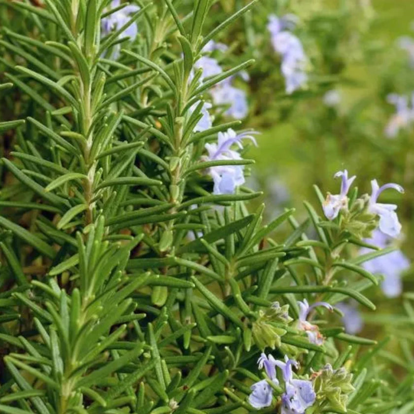 Salvia rosmarinus (Rosmarinus officinalis) detail shot.