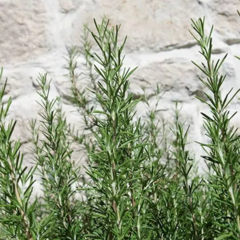 Salvia rosmarinus (Rosmarinus officinalis) plant detail.