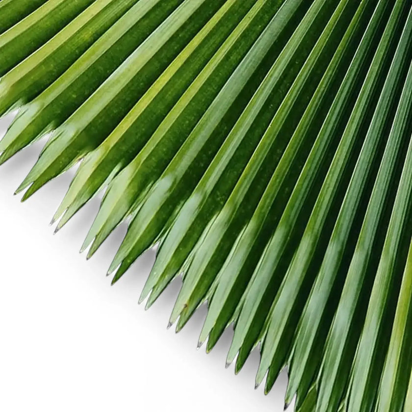 Saribus rotundifolius leaf detail on white background.
