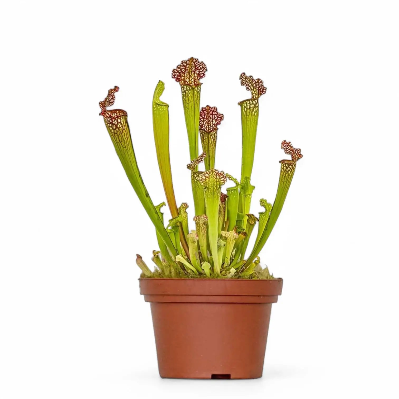 Sarracenia 'Juthatip Soper' – Zimmerpflanze im Kulturtopf auf weißem Hintergrund, Produktfoto 3.