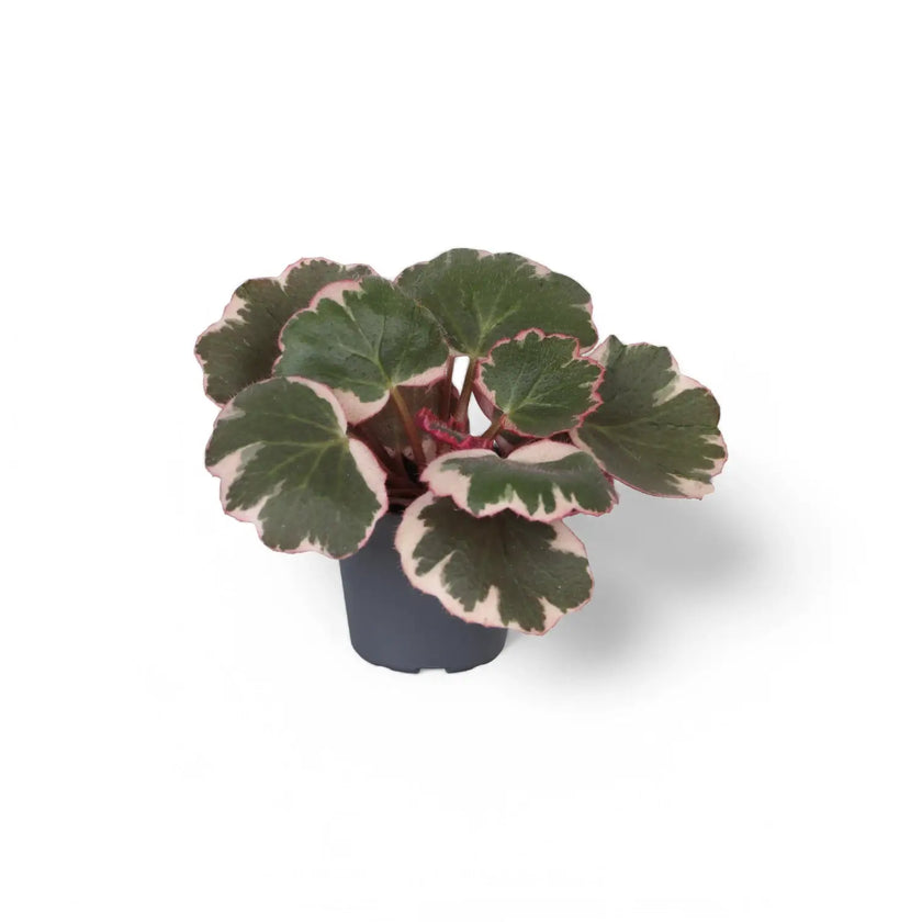 Saxifraga stolonifera variegata ('Strawberry Begonia') potted plant in nursery pot on white background.