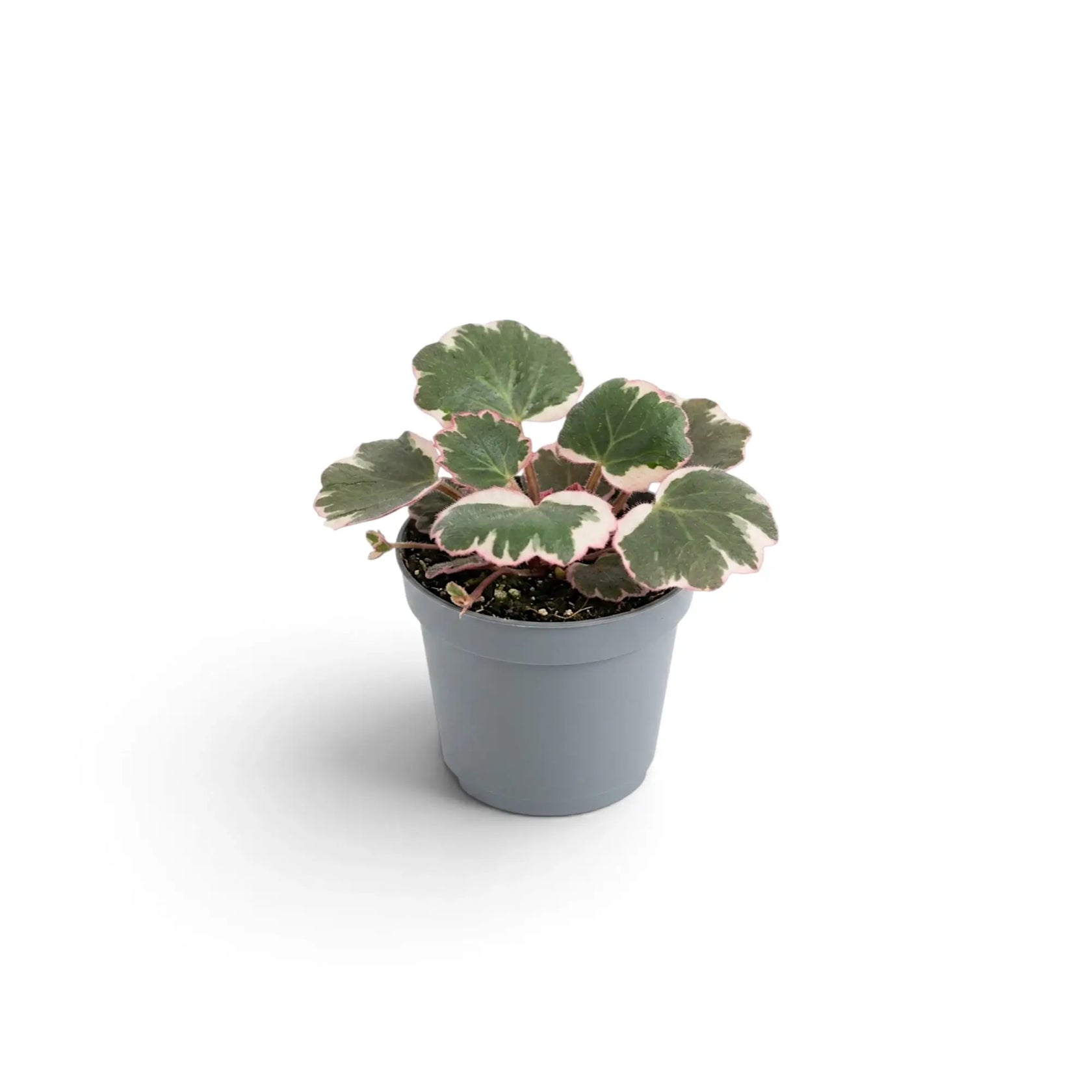 Saxifraga stolonifera ‘Variegata’ als Jungpflanze mit rosa gerandeten Blättern im grauen Topf