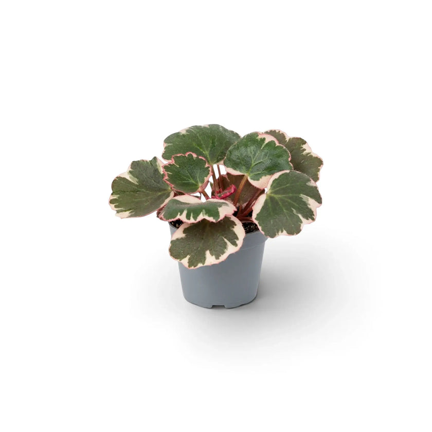 Saxifraga stolonifera ‘Variegata’ als Jungpflanze im grauen Topf, von vorn