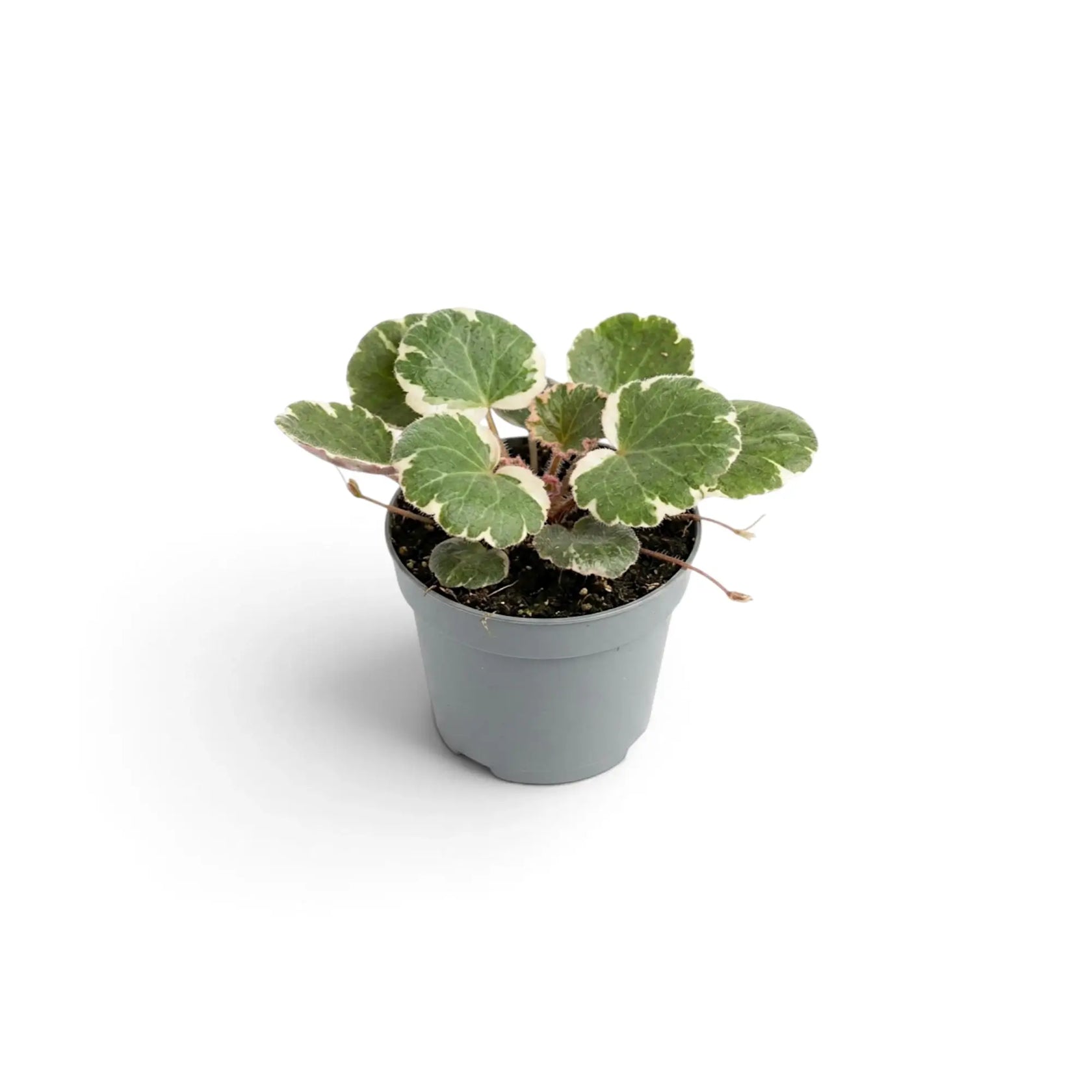 Saxifraga stolonifera ‘Variegata’ als Jungpflanze, von oben