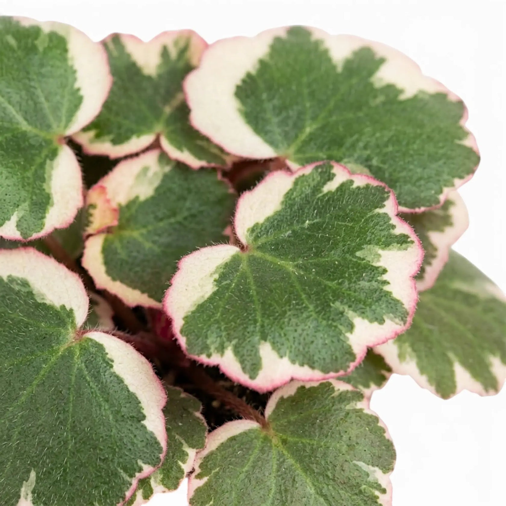 Detailaufnahme grüner Saxifraga-Blätter mit cremefarbenen und rosa Rändern