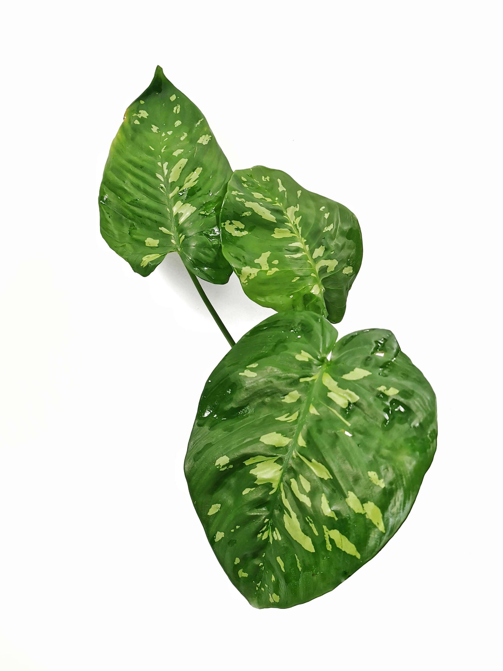 Schismatoglottis calyptrata potted plant in nursery pot on white background.