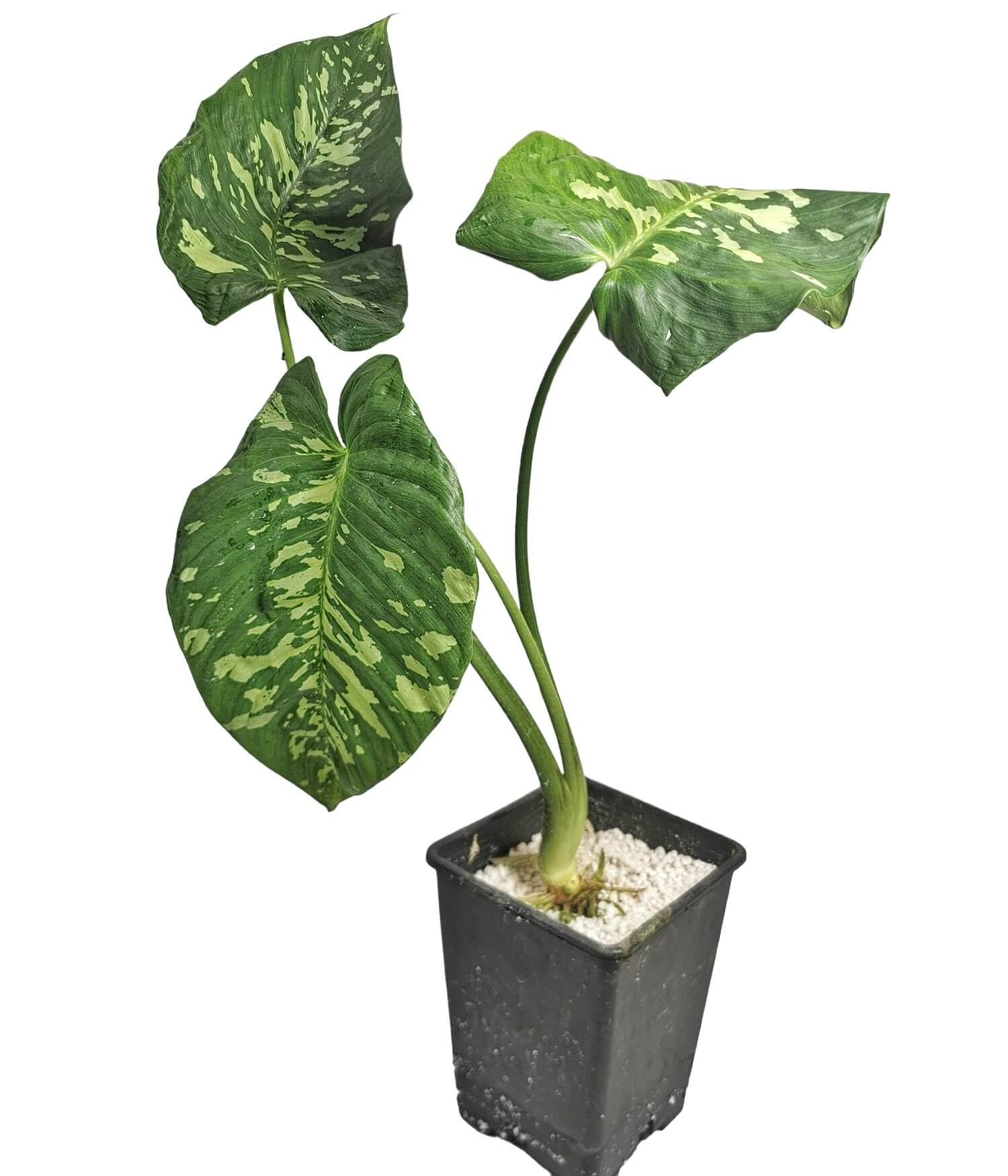 Schismatoglottis calyptrata potted plant in nursery pot on white background.