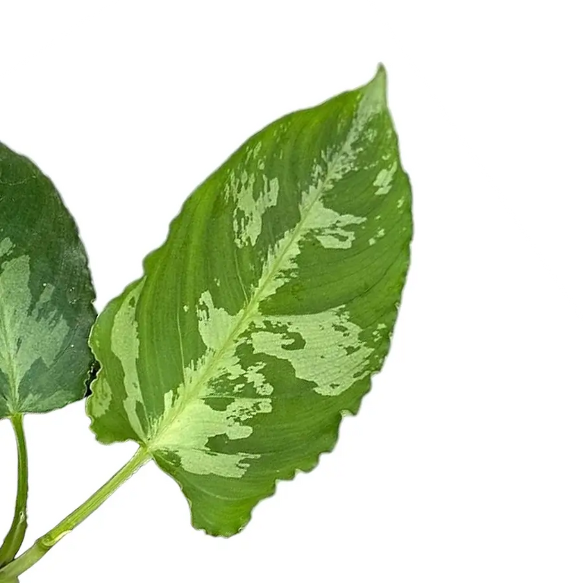 Schismatoglottis pusilla leaf detail on white background.