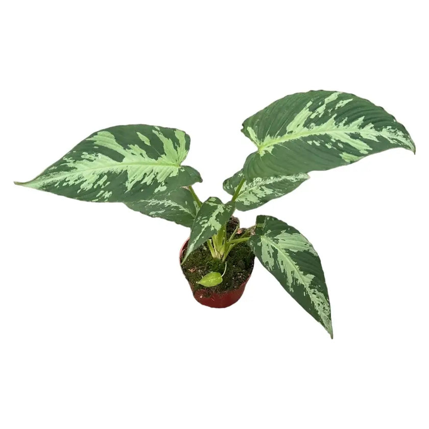 Schismatoglottis pusilla potted plant in nursery pot on white background.