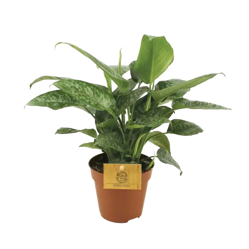 Schismatoglottis scortechinii Zimmerpflanze im Anzuchttopf vor weißem Hintergrund, Produktfoto 2.