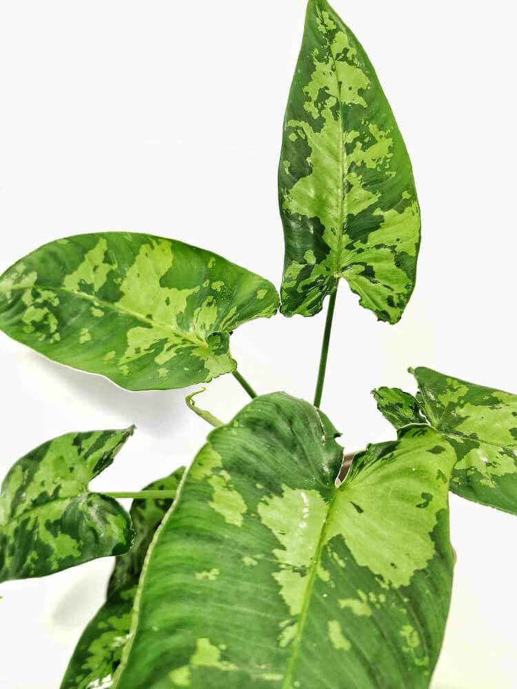 Schismatoglottis sp – Blattdetail vor weißem Hintergrund..