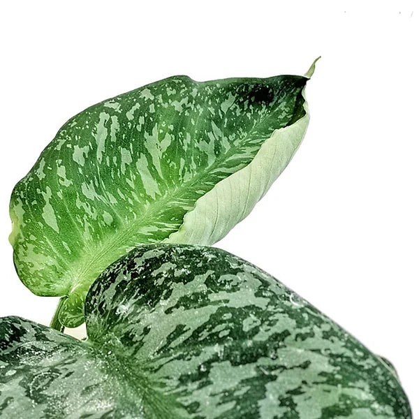Schismatoglottis sp – Blattdetail vor weißem Hintergrund..