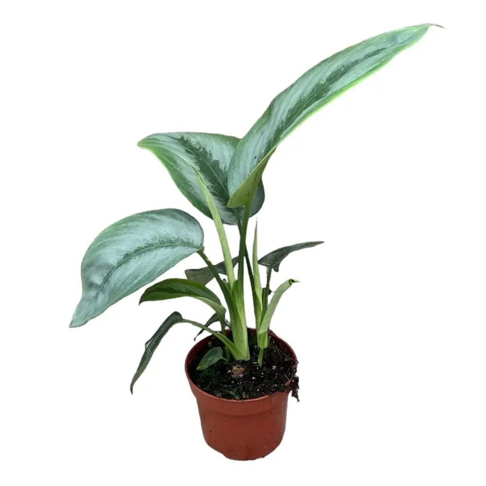 Schismatoglottis sp. Borneo 'Silver' – Zimmerpflanze im Kulturtopf auf weißem Hintergrund, Produktfoto 3.