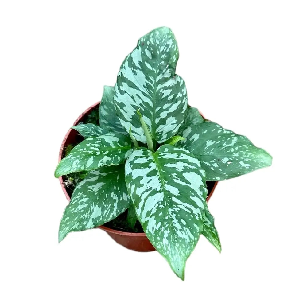 Schismatoglottis sp. Thailand potted plant in nursery pot on white background.