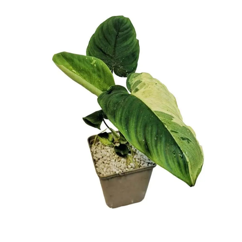 Schismatoglottis sp variegata potted plant in nursery pot on white background.