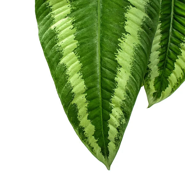 Schismatoglottis wallichii leaf detail on white background.