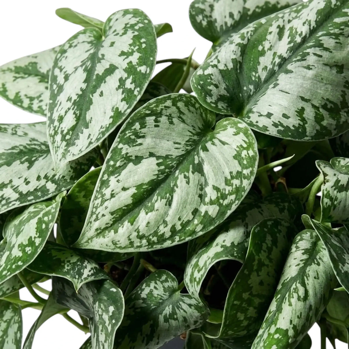 Nahaufnahme herzförmiger Blätter von Scindapsus 'Exotica' mit silbrigen Flecken und unregelmäßigen dunkelgrünen Rändern.