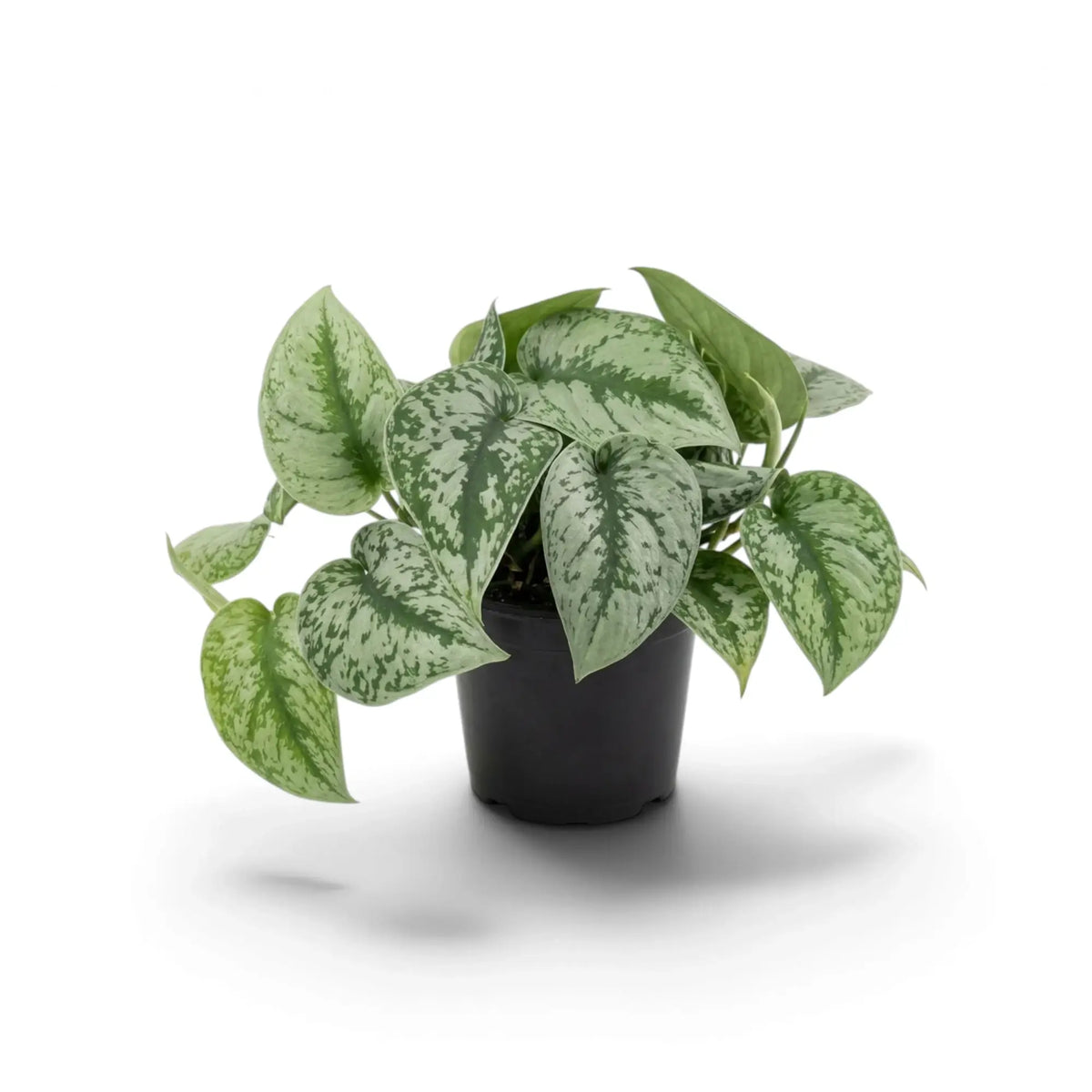 Scindapsus 'Exotica' im Topf mit silbrigen, herzförmigen Blättern, grünen Rändern und einem seitlich gebogenen Trieb.