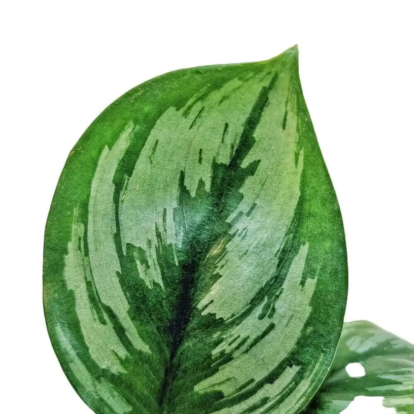 Scindapsus officinalis close-up of leaf on white background.