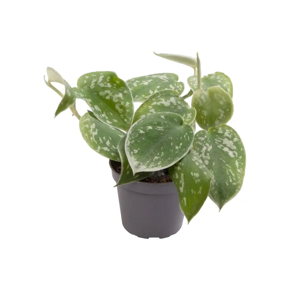 Scindapsus pictus 'Exotica' potted plant in nursery pot on white background.