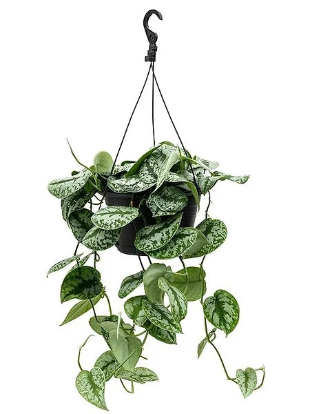 Scindapsus pictus 'Exotica' potted plant in nursery pot on white background.