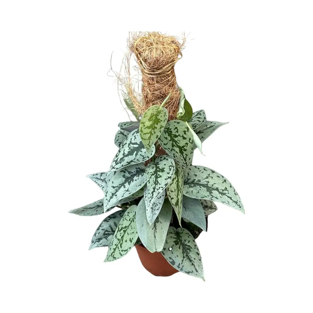 Scindapsus pictus 'Silver Lady' potted plant in nursery pot on white background.