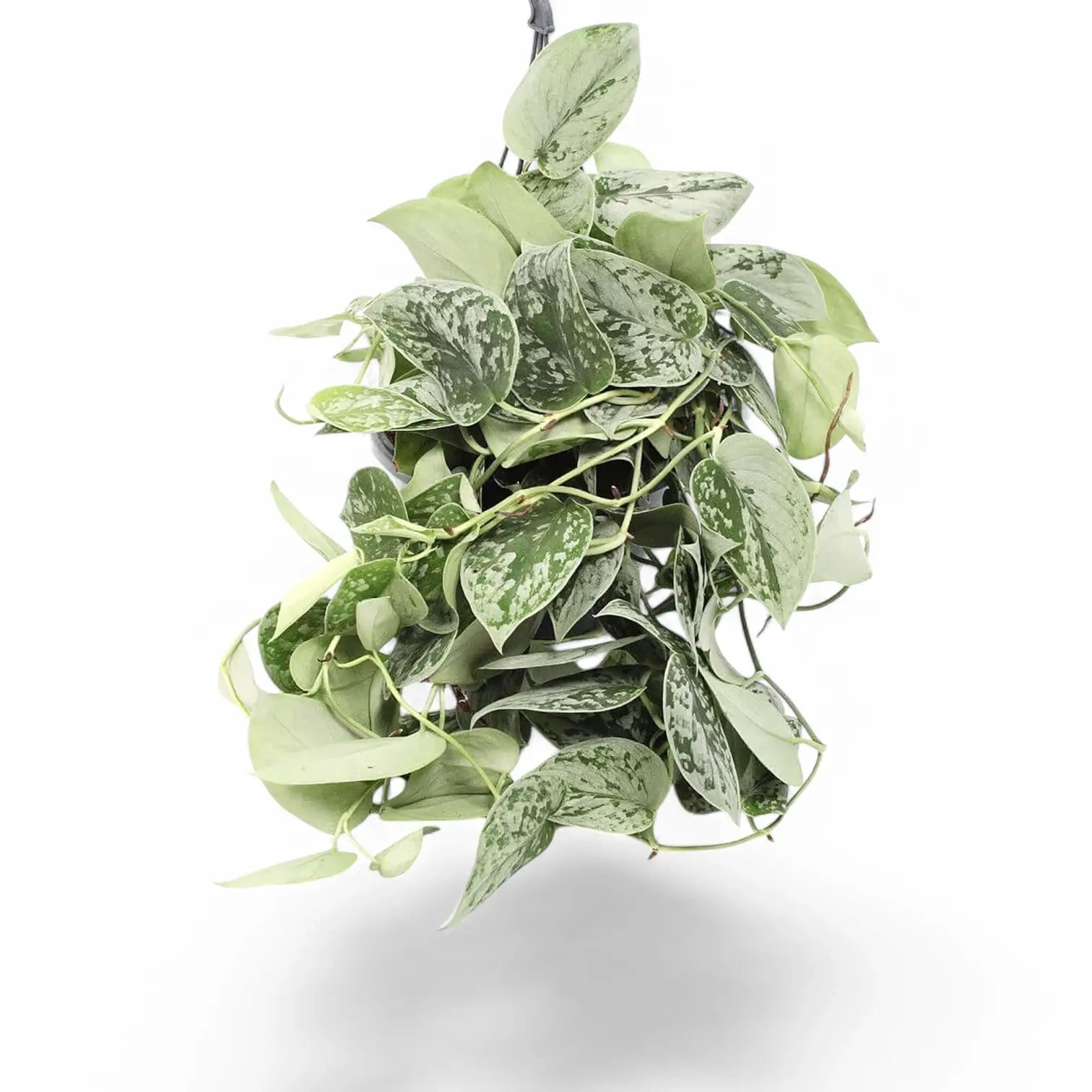 Scindapsus pictus 'Silvery Ann' potted plant in nursery pot on white background.